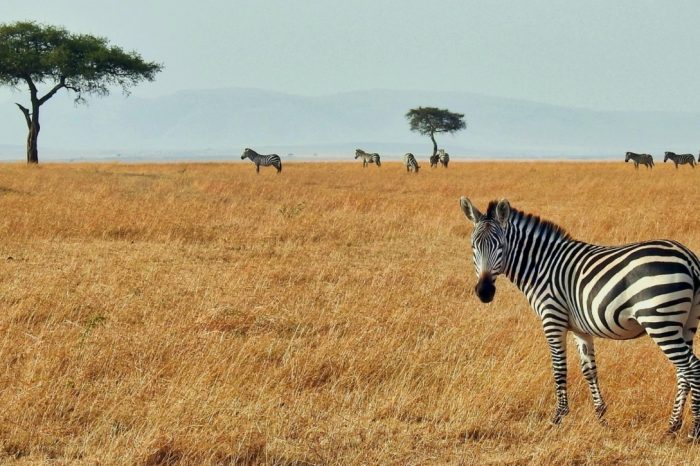 Giraffe & Migration Safari