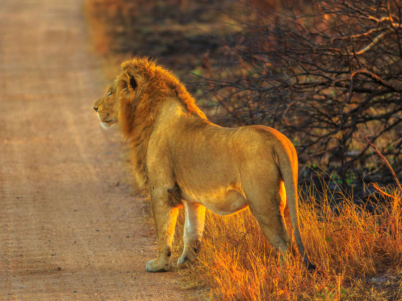 Safaris